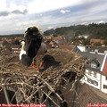 14_35-nest.jpg