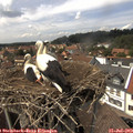 14_40-nest.jpg