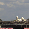14_45-mast.jpg