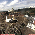 14_50-nest.jpg