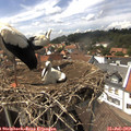 14_55-nest.jpg