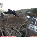15_00-nest.jpg