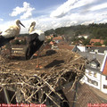 15_05-nest.jpg