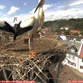 15_10-nest.jpg