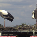 15_15-mast.jpg