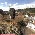 15_15-nest.jpg