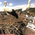 15_20-nest.jpg
