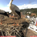 15_25-nest.jpg