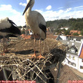 15_30-nest.jpg