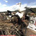 15_35-nest.jpg