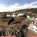 15_40-nest.jpg