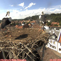 15_45-nest.jpg