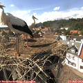 15_50-nest.jpg
