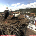 16_00-nest.jpg