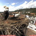 16_05-nest.jpg