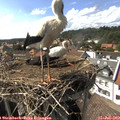 16_10-nest.jpg