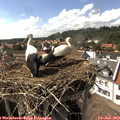 16_15-nest.jpg