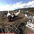 16_20-nest.jpg