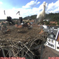 16_25-nest.jpg