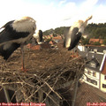 16_35-nest.jpg