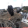 16_40-nest.jpg