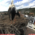 16_45-nest.jpg