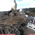 16_50-nest.jpg