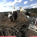16_55-nest.jpg