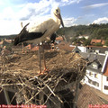 17_00-nest.jpg
