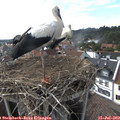 17_05-nest.jpg