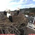 17_10-nest.jpg
