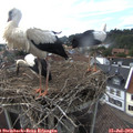 17_15-nest.jpg