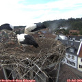 17_20-nest.jpg