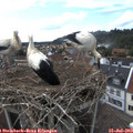 17_25-nest.jpg