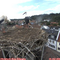 17_30-nest.jpg