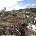 17_35-nest.jpg