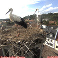 17_40-nest.jpg