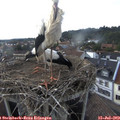 17_45-nest.jpg
