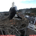 17_50-nest.jpg