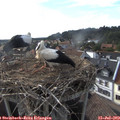 17_55-nest.jpg
