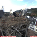 18_00-nest.jpg