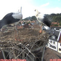 18_05-nest.jpg