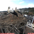 18_10-nest.jpg