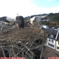 18_15-nest.jpg