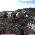 18_20-nest.jpg