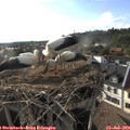 18_25-nest.jpg