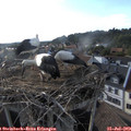 18_30-nest.jpg