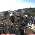 18_35-nest.jpg