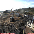 18_40-nest.jpg