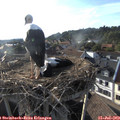 18_50-nest.jpg
